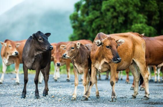 牛有几个胃 牛一共有多少个胃什么功能