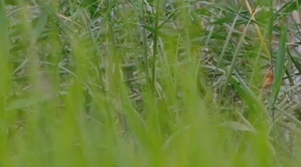 震旦鸦雀是几级保护动物 震旦鸦雀是国家几级