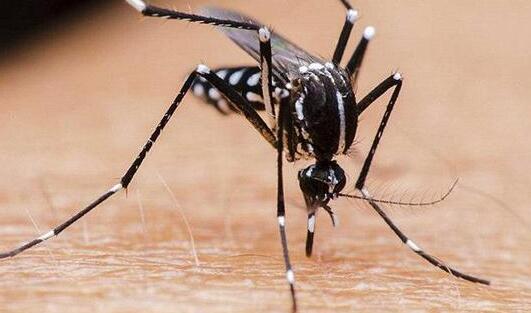 蚊子不能传播新冠是真的吗 科学家是这么回答的