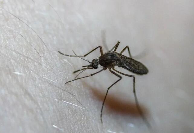 登革热可以治愈吗 登革热一般多少天治愈