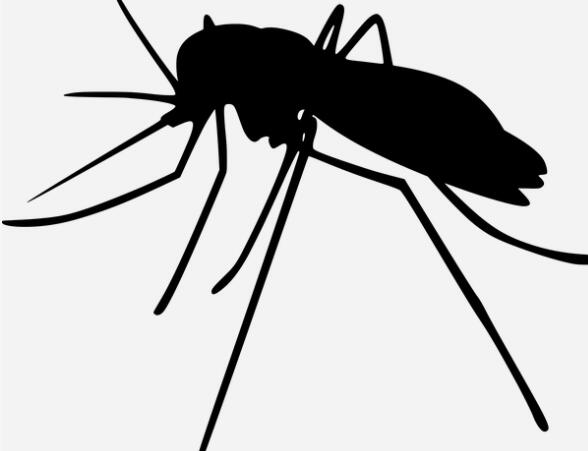 登革热初期最明显症状 登革热最初期的症状特点