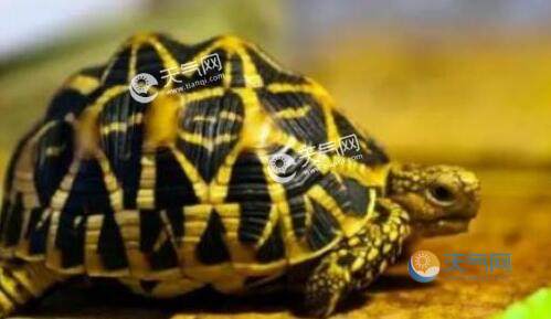 印度渔民发现金色乌龟 金色乌龟是变异造成的吗