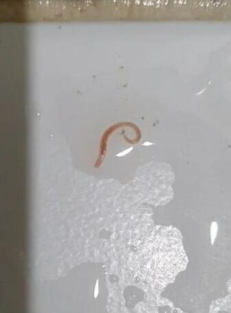 韩国多地自来水现幼虫生物 红色外型幼虫长1厘米左右