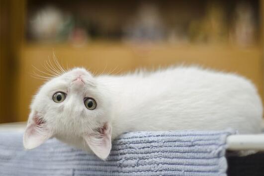 为什么猫咪能像液体一样缩在小盒子里  小猫为什么能像液体一样