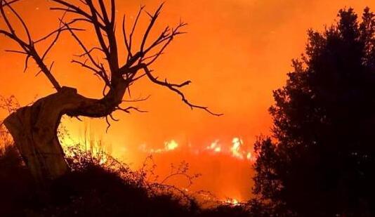 法国发生山火200公顷松林被烧 目前火势还没有得到控制