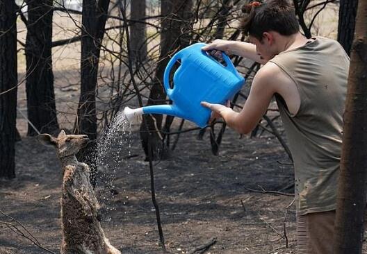 科学家：去年澳洲山火造成近30亿动物死亡或流离失所