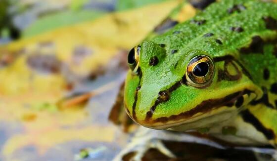 夏天青蛙为什么会呱呱呱叫个不停 青蛙到夏天为什么就一直叫