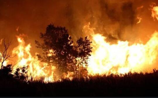 意大利一自然保护区发生森林大火 大量植物古树被大火烧毁