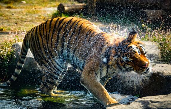 秋老虎是什么节气什么时候 秋老虎指的是几月