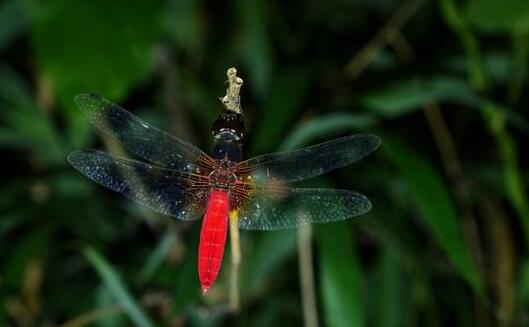 海南首次发现红腹异蜻 红腹异蜻是什么物种