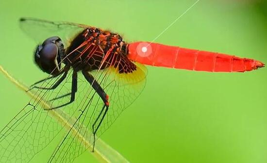 海南首次发现红腹异蜻 红腹异蜻是什么物种