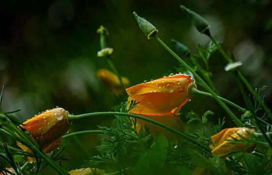 酸雨的主要成分 酸雨是怎么形成的