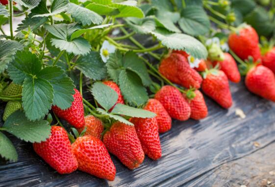 草莓是什么季节的水果 草莓成熟的季节是几月