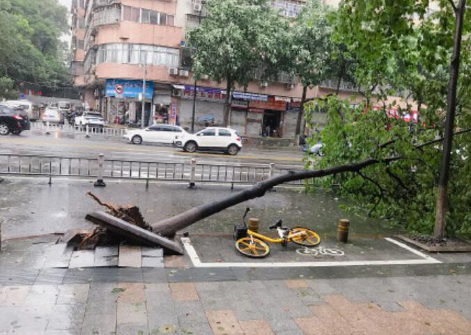 2020年4号台风“黑格比”席卷浙江 多处建筑受损树木被吹倒