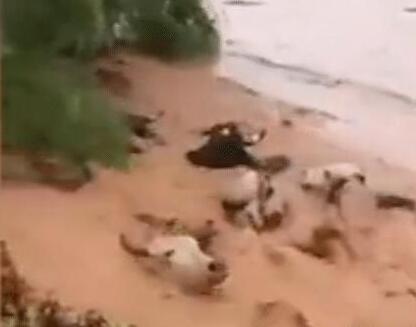 村民十几头牛在台风中被洪水冲走 洪水画面中只能看见牛头