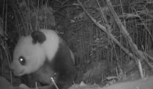 四川土地岭首次拍到野生大熊猫 野生大熊猫分布在哪些地区