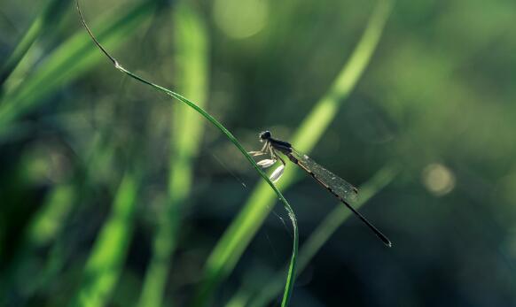 人们借助于哪种昆虫对湿地水质进行监测  对湿地水质进行监测借助什么昆虫