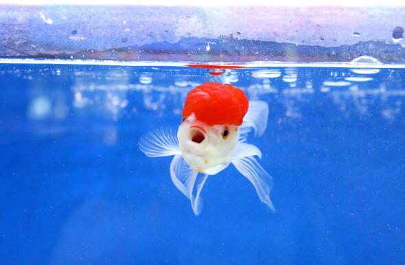 金鱼是由什么鱼演变而来 金鱼实际上是什么鱼