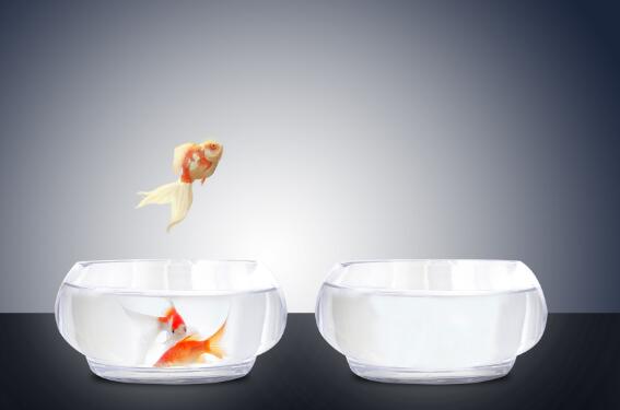 金鱼是由什么鱼演变而来 金鱼实际上是什么鱼