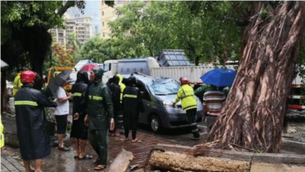 三亚暴雨导致两颗大榕树倒伏 两辆轿车被压暂无人员伤亡