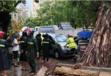 三亚暴雨导致两颗大榕树倒伏 两辆轿车被压暂无人员伤亡