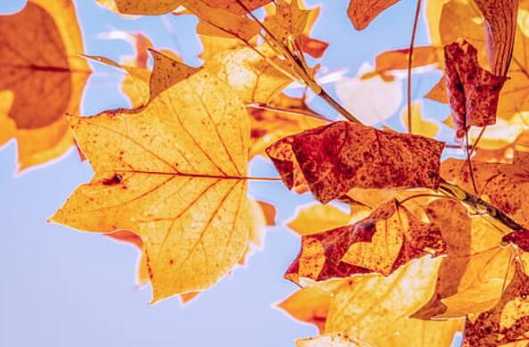 2020哈尔滨入秋时间表 哈尔滨入秋是几月几日