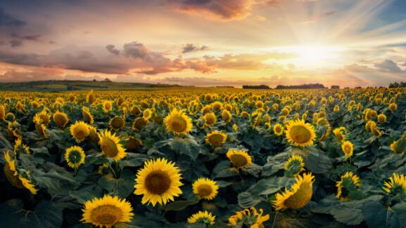 向日葵会一直跟随太阳转动吗 向日葵是不是永远跟着太阳转