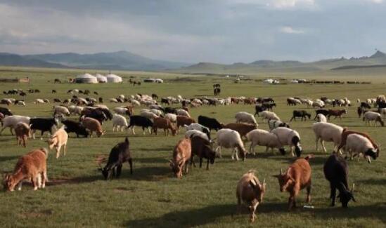 蒙古国为什么捐赠3万只羊 蒙古国捐赠3万只羊什么时候到
