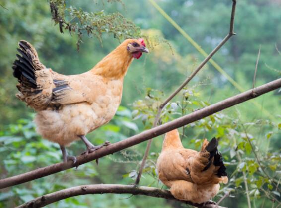 禽类有哪些 禽类指的是什么动物