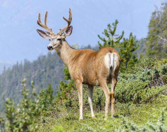 雄鹿的哪个身体部位有再生功能 雄鹿每年都会完整地重生是什么部位