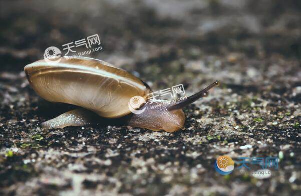 雨后不少蜗牛爬到水泥墙上是在做什么 下雨后蜗牛出现在墙上是在干嘛