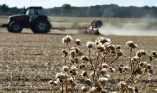 法国77个地区发生严重气象干旱 全国玉米产量减产35%