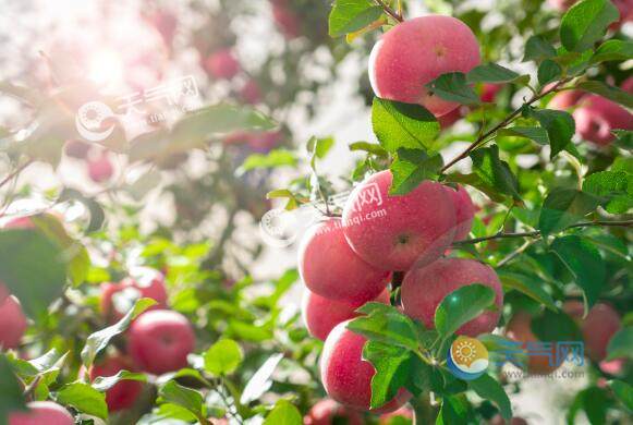 苹果和冬枣哪种食物维生素c含量高 冬枣维生素c含量高还是苹果