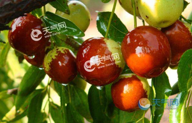 苹果和冬枣哪种食物维生素c含量高 冬枣维生素c含量高还是苹果