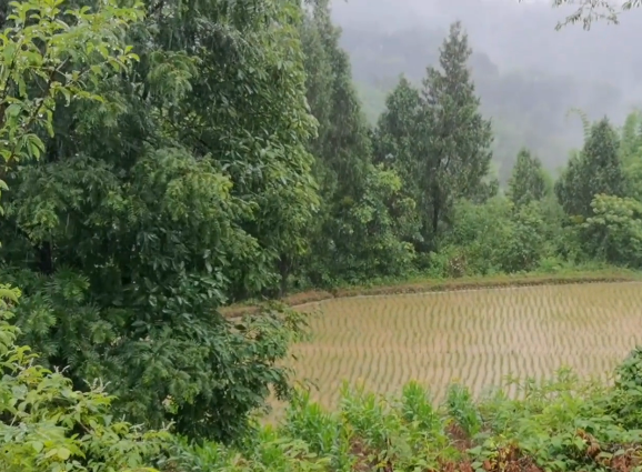 辽宁今日有中雨 明后两天有中到大雨