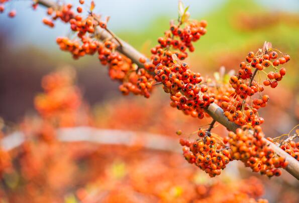 沙棘是什么 沙棘是一种什么植物