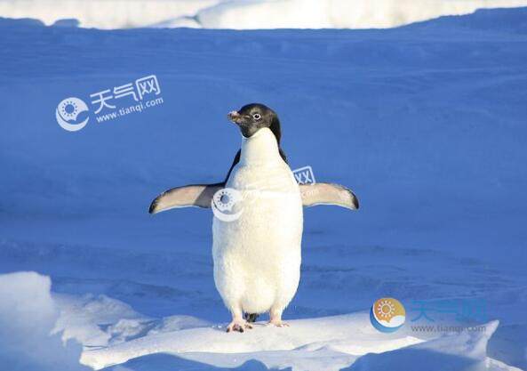 非洲有企鹅吗 非洲有没有企鹅存在