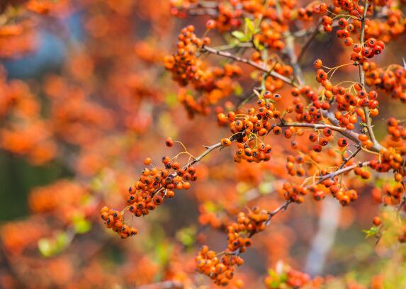 沙棘是什么 沙棘是一种什么植物