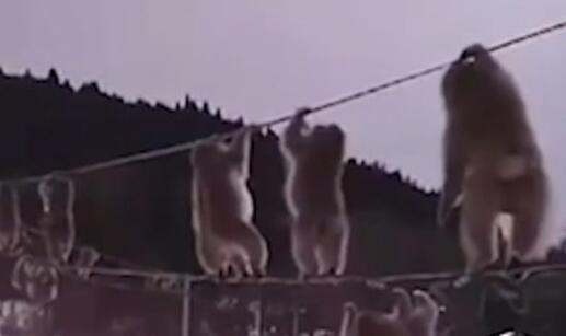 日本猴子走钢丝过河是怎么回事 网友：生活不易