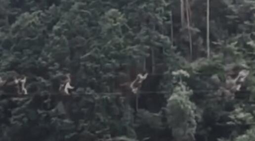 日本猴子走钢丝过河是怎么回事 网友：生活不易