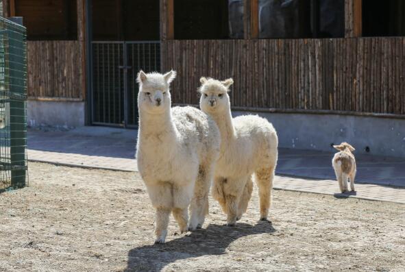 羊驼究竟是羊还是驼 羊驼是羊和骆驼生的吗