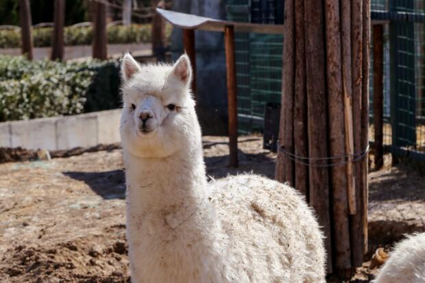 羊驼究竟是羊还是驼 羊驼是羊和骆驼生的吗