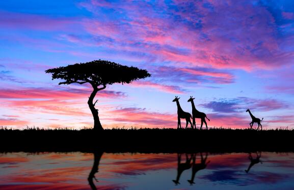 长颈鹿每天的睡眠时间大约是多少 长颈鹿一天一般睡几个小时