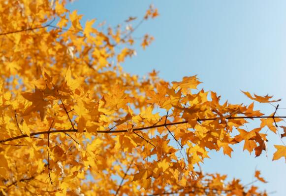 2020白露过后还要热多久 到了白露天气会凉快吗