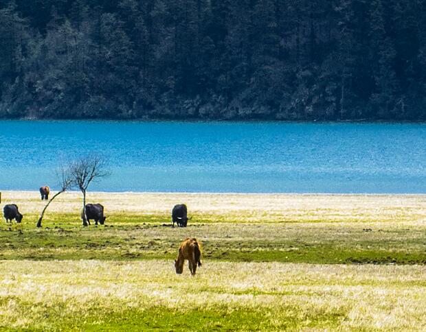 香格里拉在哪 香格里拉属于哪个市