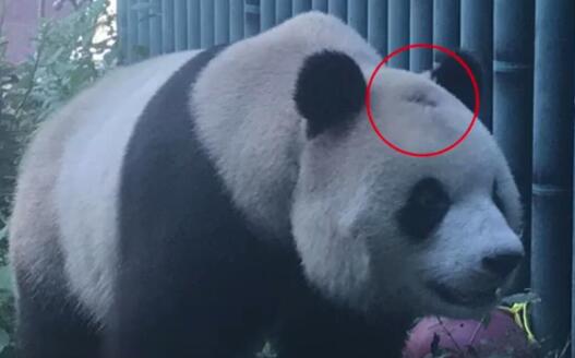 北京动物园网红大熊猫有点头秃是怎么回事 大熊猫头秃是什么原因