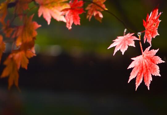关于秋分的著名诗句  描写秋分时节的古诗词精选