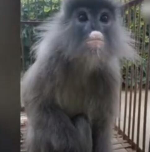 公益周期间上线的保护地里有什么动物 公益周上线的保护地里的动物有哪些