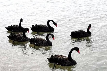 山东长岛第一次发现黑天鹅群是怎么回事 黑天鹅是外来物种吗