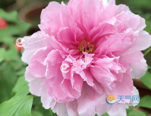 牡丹花什么时候开牡丹花花期是什么时候 天气网